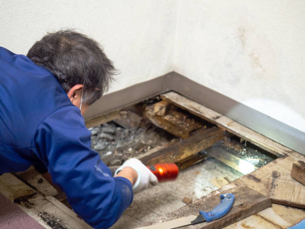Mold Removal Process in New River, AZ