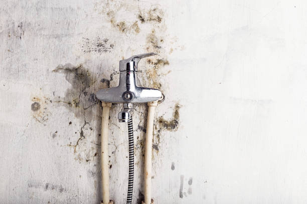 Best Residential Mold Removal  in New River, AZ