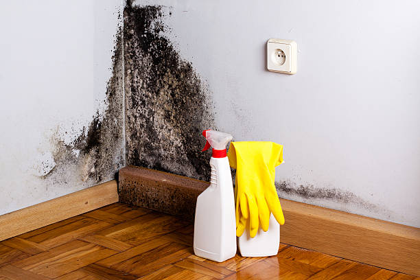 Home Mold Removal in New River, AZ