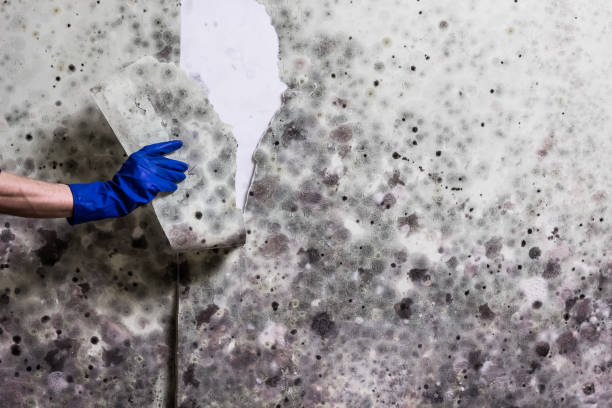 Best Black Mold Removal  in New River, AZ