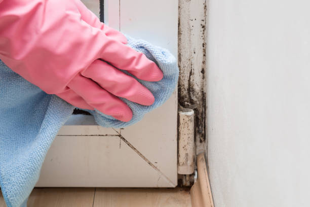 Best Attic Mold Removal  in New River, AZ